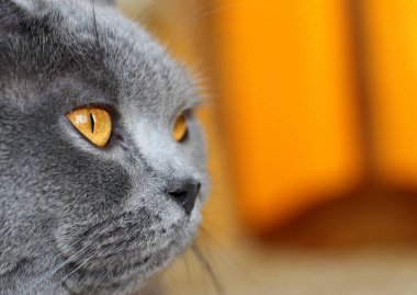 Sarı gözlü, güzel, gri pelüş bir İskoç heteroseksüel kedi. Moda kedisi. Parlak ve eşsiz gri 2021 'in ana renkleri.