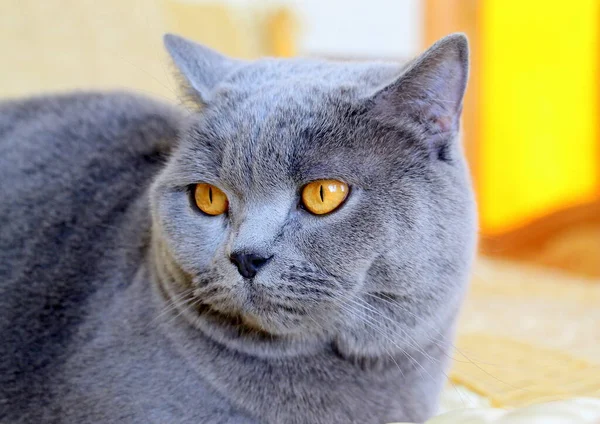 Belo Cinza Pelúcia Escocês Gato Reto Com Olhos Amarelos Gato — Fotografia de Stock