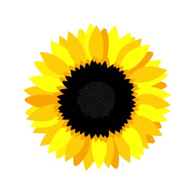 Beyaz arka planda ayçiçeği. Yaz kartpostalı. Mutfak tekstili, iç mekan, çiçek desenleri basmak için güzel güneşli.. 