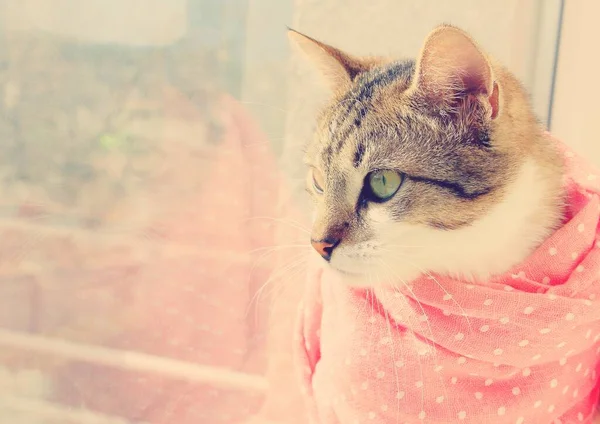 Lindo Gato Doméstico Una Delicada Bufanda Rosa Con Lunares Sienta — Foto de Stock