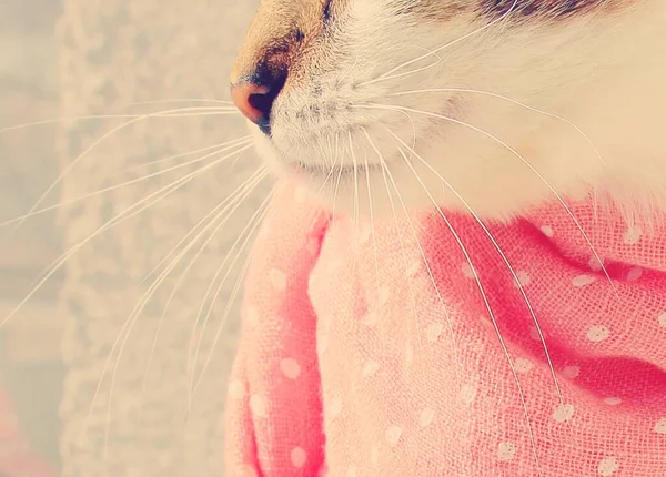 Lunghi Baffi Bianchi Gatto Domestico Che Siede Una Delicata Sciarpa — Foto Stock