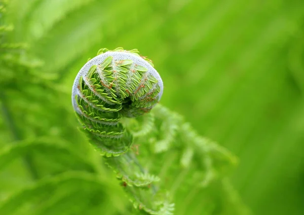 Green Natural Fern Plant Looks Fern Beautiful Nature Background — Stock Photo, Image