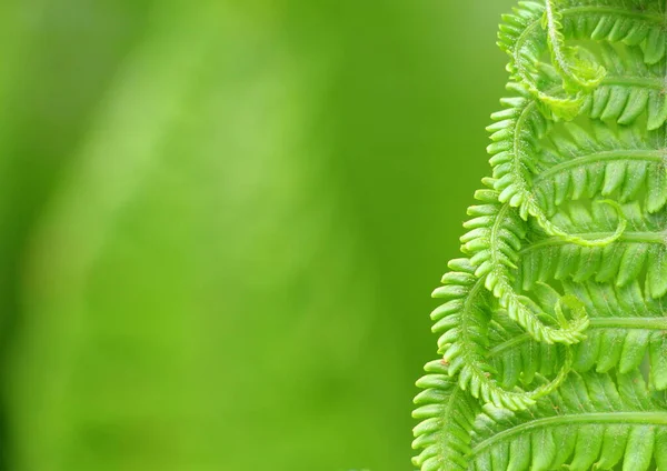 Green natural fern. The plant looks like a fern. Beautiful nature background.