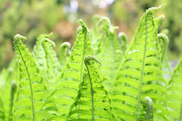 Grön Naturlig Ormbunke Plantan Ser Som Ormbunke Vacker Natur Bakgrund — Stockfoto