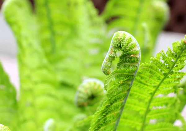 Grön Naturlig Ormbunke Plantan Ser Som Ormbunke Vacker Natur Bakgrund — Stockfoto