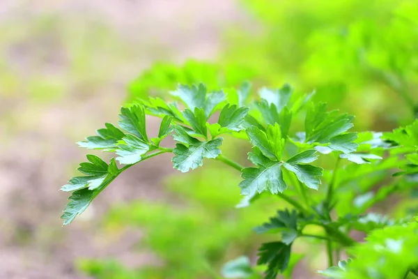 Green Fresh Parsley Vegetable Garden Natural Food Greens Vitamins Body — Stock Photo, Image