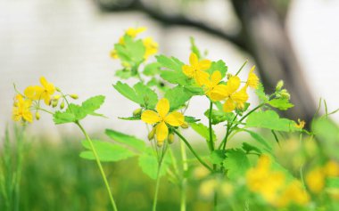 Celandine siğilleri ve papillomları temizlemek için kullanılan bir bitkidir. Derideki siyah noktaları yok eder. Küçük sarı çiçekler. Bahçedeki çalılar. Çiçek açan güzel otlar. Etnosbilimi.