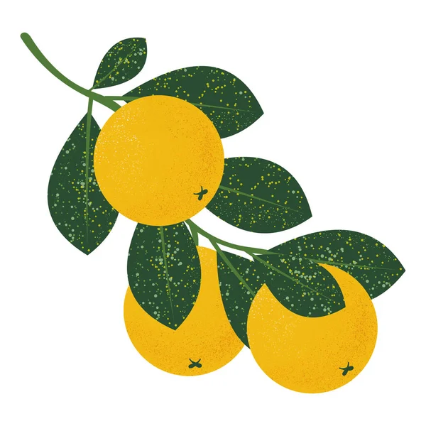 Naranja Con Hojas Sobre Fondo Blanco Frutas Verano Para Estilo —  Fotos de Stock
