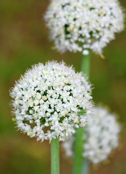 Blühende Zwiebeln Kleine Blüten Auf Beinen Werden Einer Großen Kugel — Stockfoto