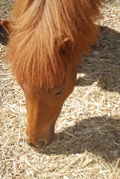 Cute pony on a Sunny day — Stock Photo, Image