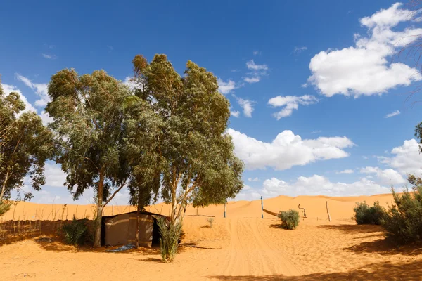 Oasis en el desierto del Sahara — Foto de Stock