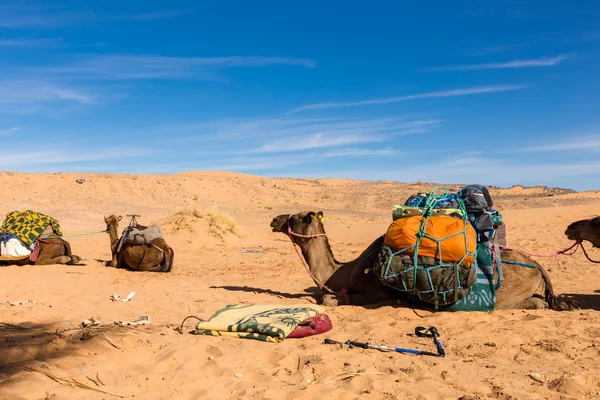 Kameler med last i Saharaöknen — Stockfoto