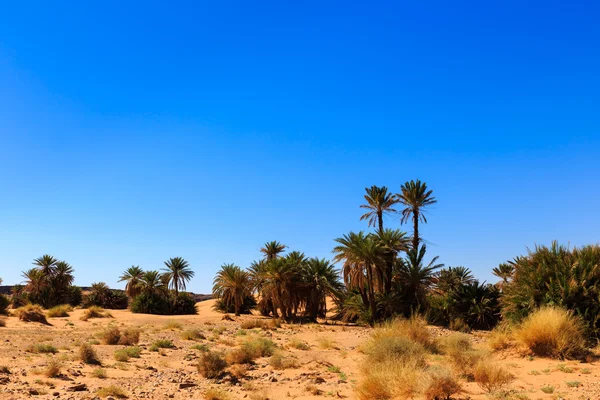Пальмы в пустыне — стоковое фото