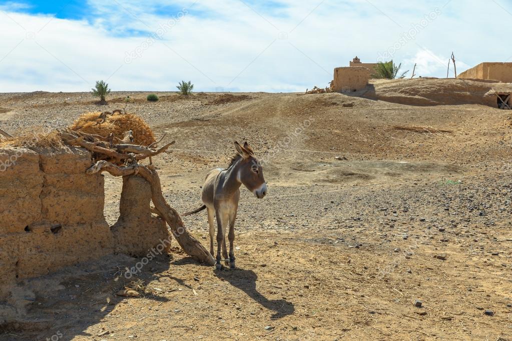 Donkey in Sahara Desert, Morocco,