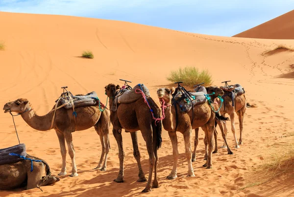 Kamele sind in den Dünen, Sahara-Wüste — Stockfoto