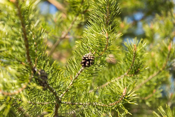 Pine cone on a branch — Stock Photo, Image