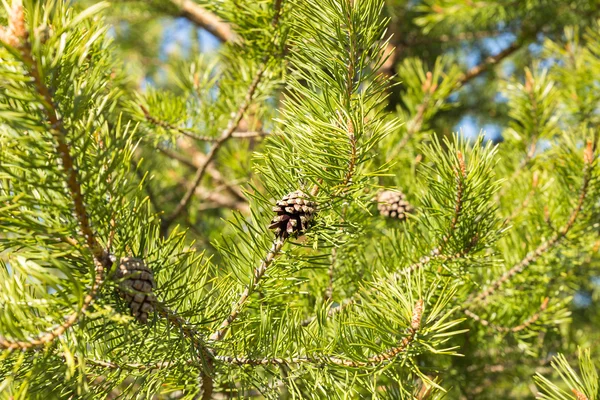 Szyszki na zielony pine oddział — Zdjęcie stockowe