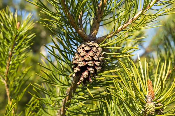 Branch with pinecone — Stock Photo, Image