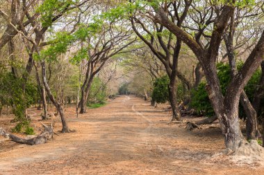 Arkeolojik park Tapınağı. Angkor Wat Kamboçya