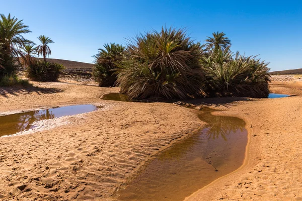 Вода в оазисе, пустыня Сахара — стоковое фото