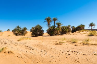 Avuç içi Sahra Çölü