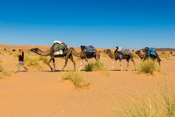 Bereber ведет верблюдов через пустыню Сахара — стоковое фото