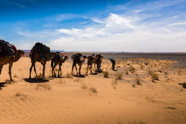 Trade caravan in the desert. — Stock Photo, Image