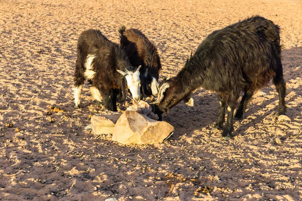 Cabra en el desierto del Sahara — Foto de stock © Mieszko9 #89186172
