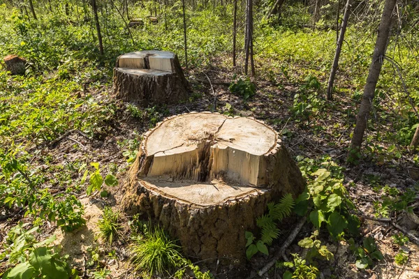 Tronco de bétula na floresta — Fotografia de Stock