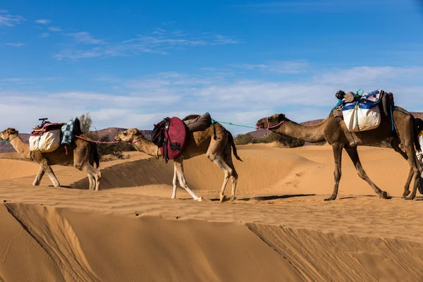 camel caravan going through the desert