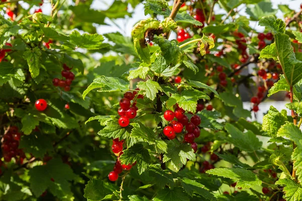 Red currants in the garden — Stock Photo, Image