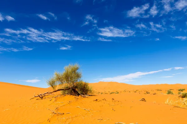 Green shrub in the Sahara. — Stock Photo, Image