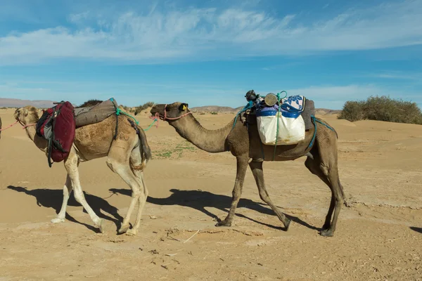 Caravana de camelo atravessando o deserto — Fotografia de Stock