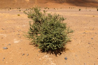 Akasya Sahara Çölü'nde