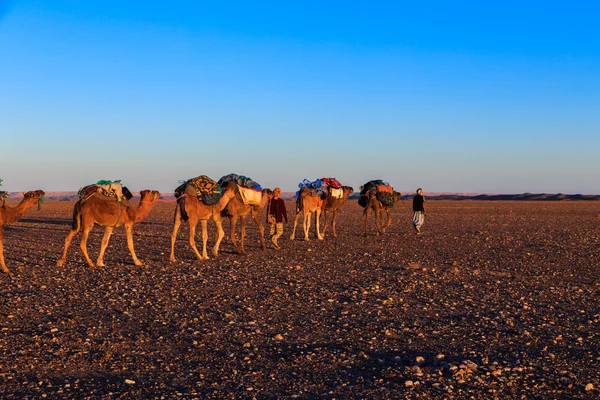 Караван в пустыне — стоковое фото