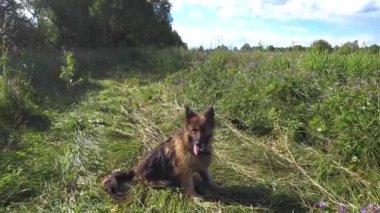 Alman çoban köpeği çayırda oturur ve sinekleri yakalar..