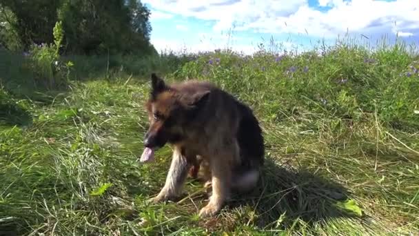 Alman Çoban Köpeği Çimenlerde Oturur Kaşınır Köpek Pençesiyle Kendini Kaşır — Stok video