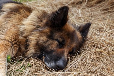 Alman çoban köpeği samanlıkta yatıyor. Köpek samanlıkta uyuyor..