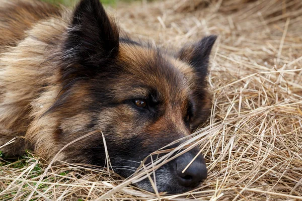 German shepherd dog. A sad sick dog lies in the hay. Close-up of a dog\'s head.