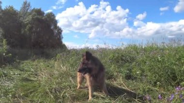 Alman çoban köpeği. Güneşli bir günde bir köpek çiçek çayırında durur ve başını çevirir..