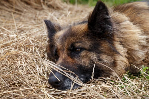 德国牧羊犬躺在干草中. — 图库照片