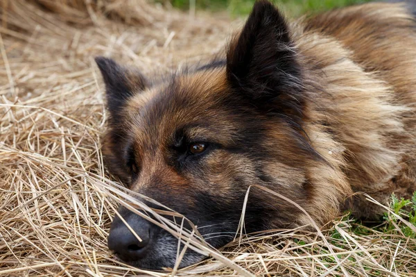 德国牧羊犬 — 图库照片
