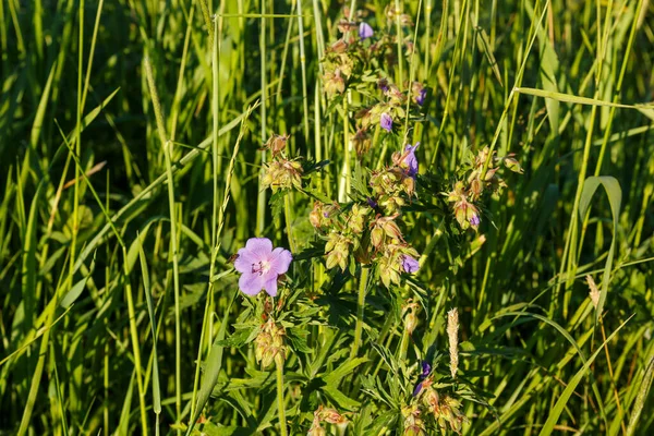 Niebieski Kwiat Rośnie Łące Zielonej Trawie Geranium Pratense Lub Geranium — Zdjęcie stockowe