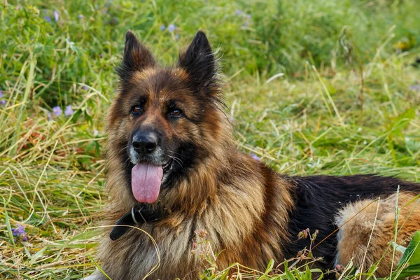 Tysk Herdehund Med Tungan Hängande Blomsteräng — Stockfoto