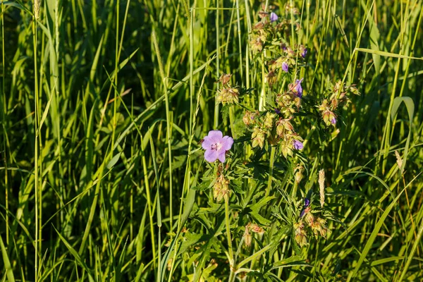 Geranium Pratense Lub Geranium Łąkowe Niebieski Kwiat Rośnie Łące — Zdjęcie stockowe