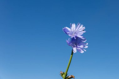Centaurea siyanus. Mavi arka planda mavi bir çiçek. Mavi gökyüzü.