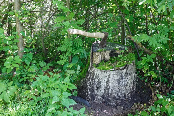 Sekera Pahýlu Železná Sekera Dřevěnou Rukojetí Zastrčenou Pařezu Stromu — Stock fotografie