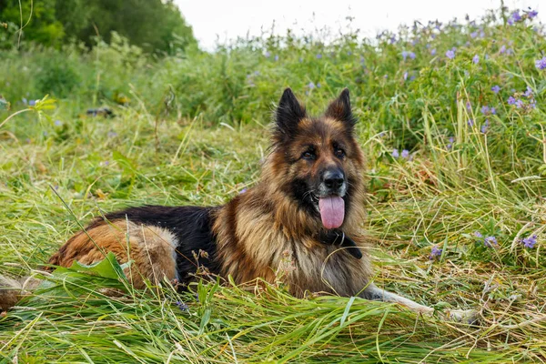 德国牧羊犬一条伸出舌头的狗躺在花草场上 — 图库照片