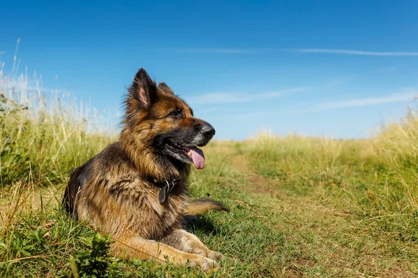 Duitse Herdershond Hond Ligt Groen Gras Tong Van Hond Steekt — Stockfoto