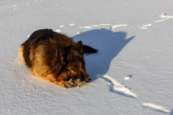 German shepherd dog lies in the snow.